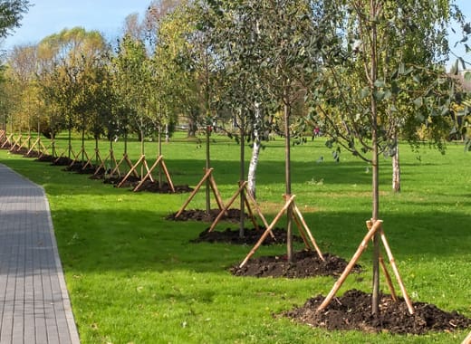 Fling-Irrigation-Inc-planting-trees